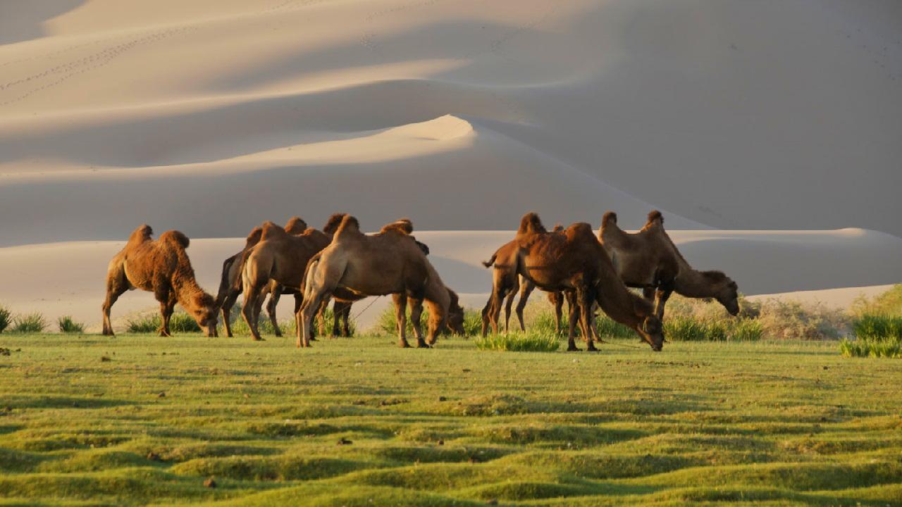 Genghis Khan Net Worth (Forbes) Gold Lands Horses Castles at Death
