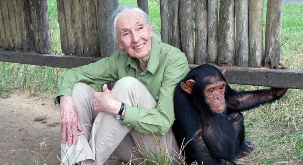 Jane Goodall Biography